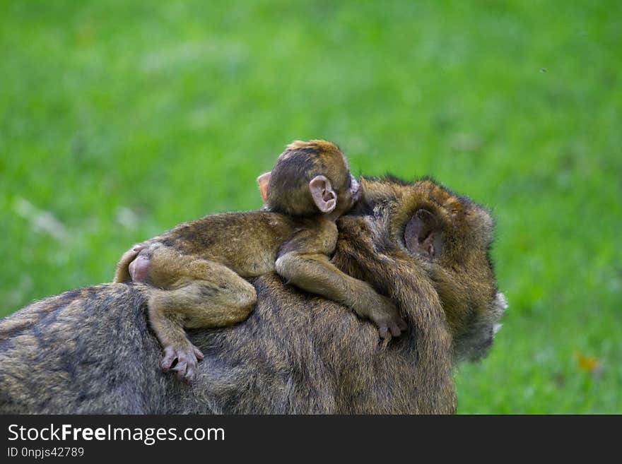 Fauna, Macaque, Mammal, Wildlife