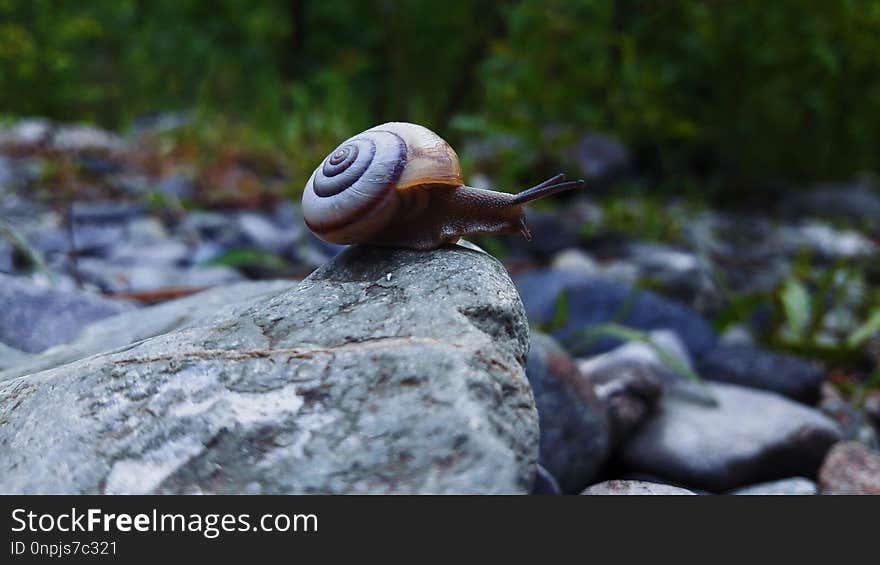 Snails And Slugs, Snail, Molluscs, Schnecken