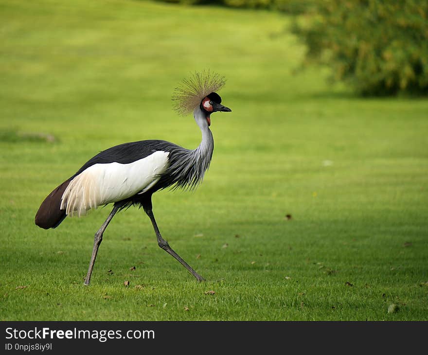 Bird, Ecosystem, Crane Like Bird, Crane