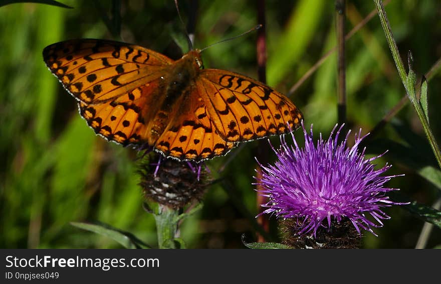 Butterfly, Moths And Butterflies, Brush Footed Butterfly, Insect