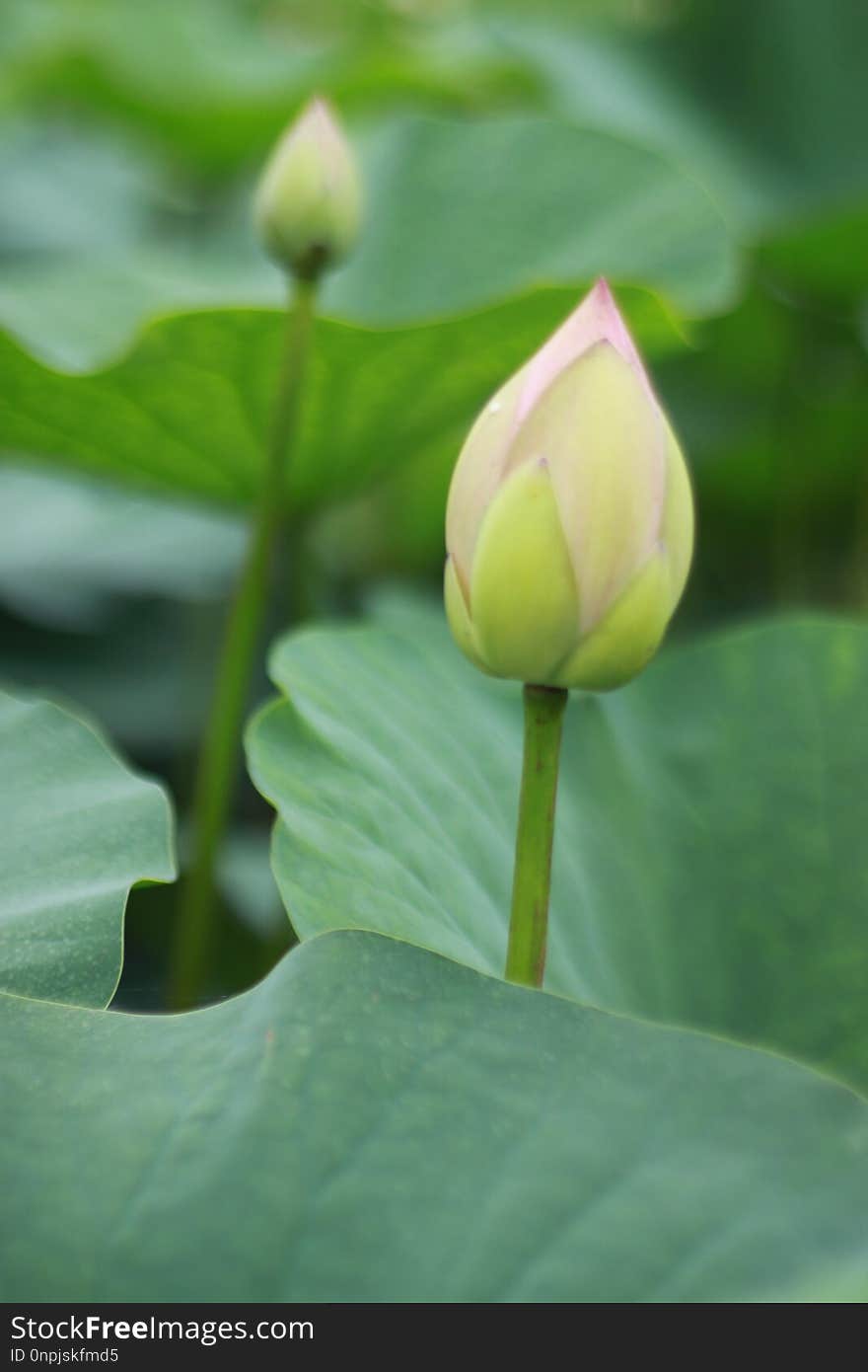 Lotus, Sacred Lotus, Flower, Plant