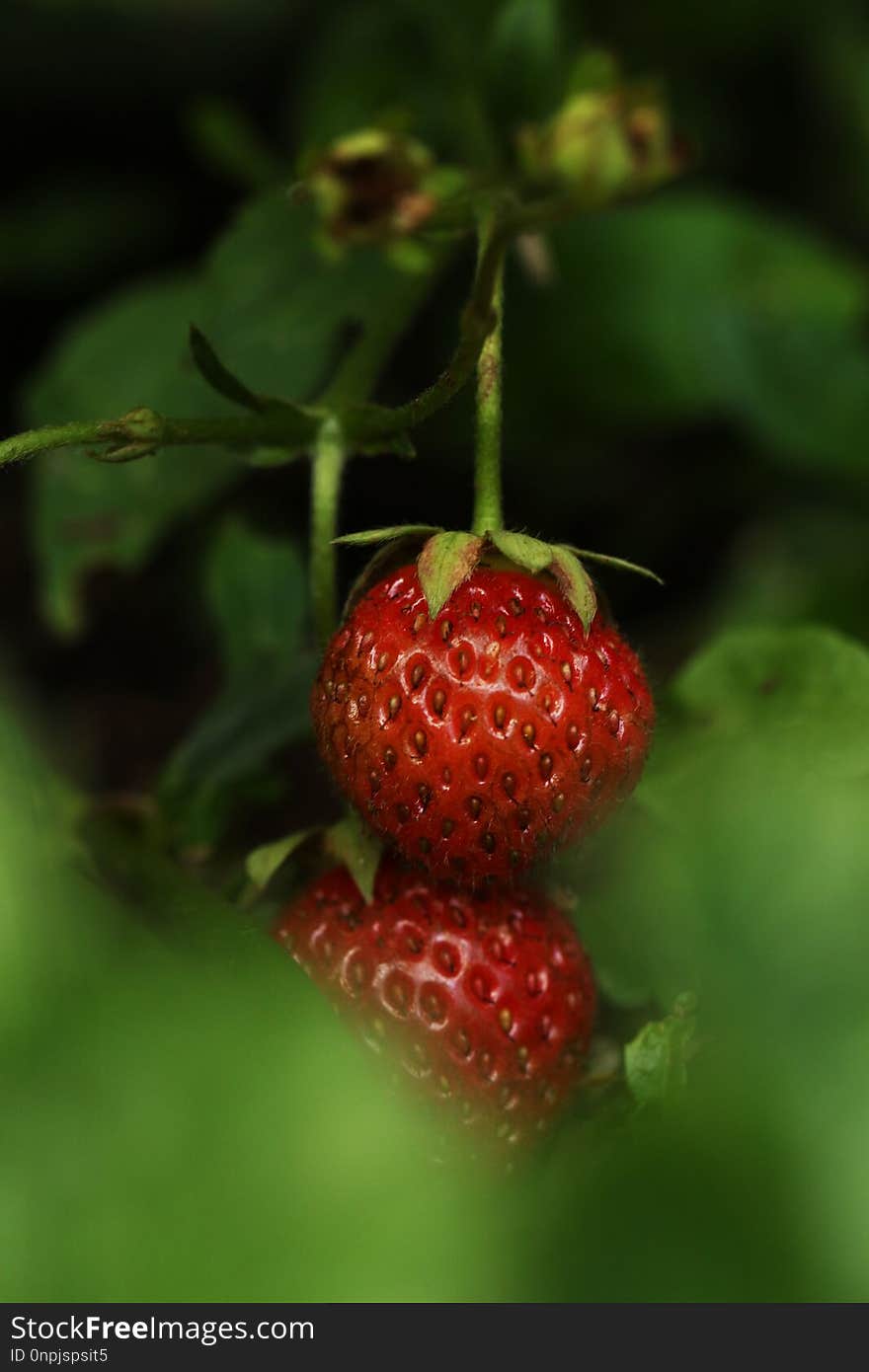 Strawberry, Strawberries, Fruit, Natural Foods