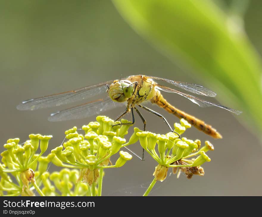 Dragonfly, Insect, Dragonflies And Damseflies, Invertebrate