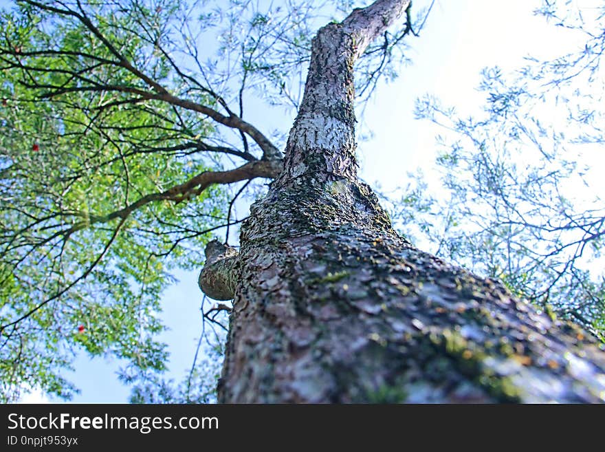 Tree, Branch, Woody Plant, Trunk