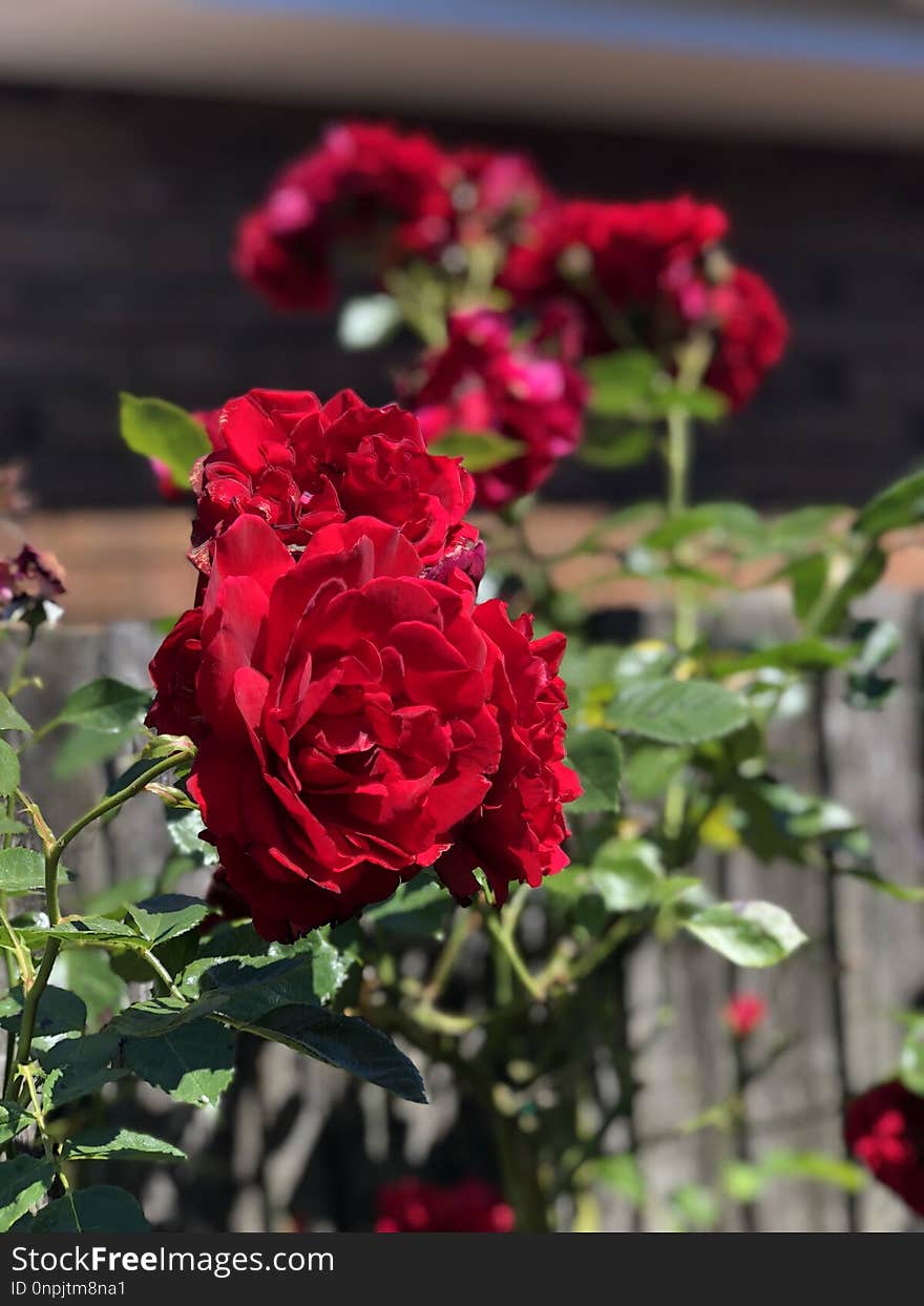 Flower, Rose, Rose Family, Red