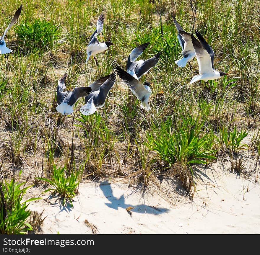 Bird, Fauna, Nature Reserve, Beak