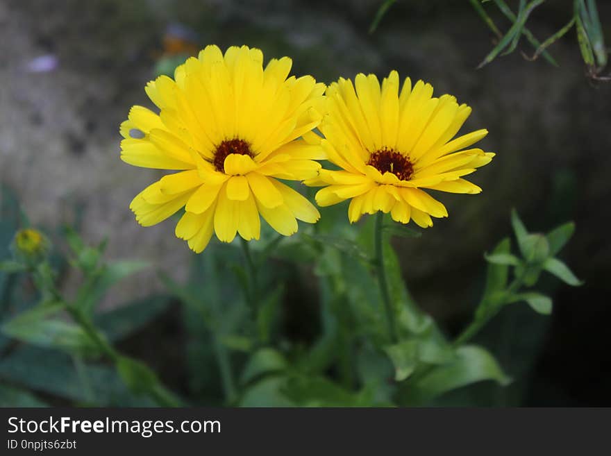 Flower, Yellow, Plant, Flora