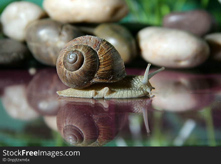 Snails And Slugs, Snail, Molluscs, Invertebrate