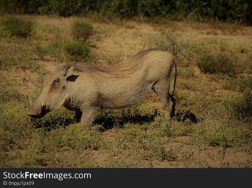 Wildlife, Terrestrial Animal, Warthog, Fauna