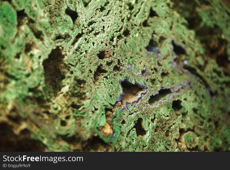 Organism, Rock