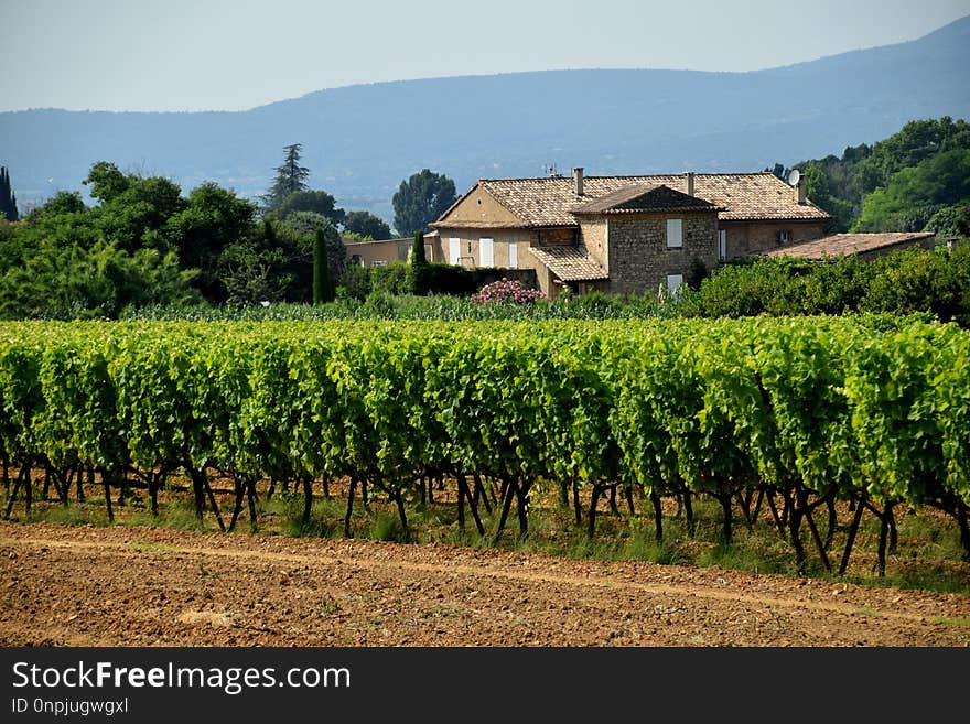 Agriculture, Vineyard, Rural Area, Field