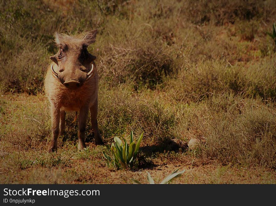 Wildlife, Fauna, Wilderness, Warthog