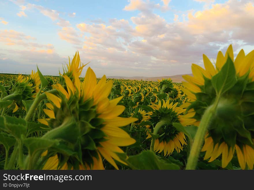 Flower, Sunflower, Yellow, Sky