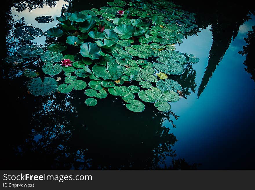 Pink waterlily flower in the garden pond