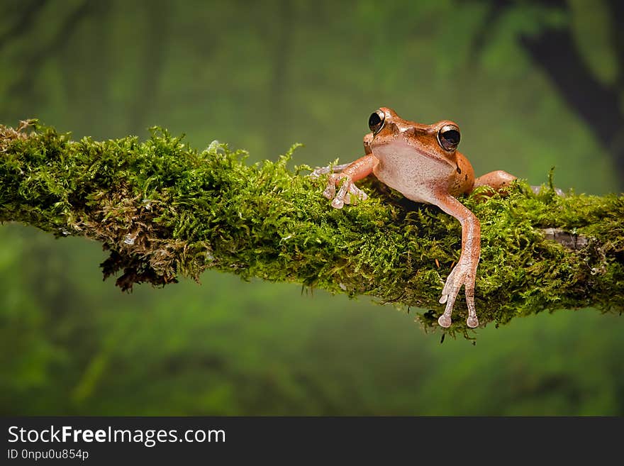 A close up portrait of a gold tree frog resting on a lichen covered branch and staring forward. A close up portrait of a gold tree frog resting on a lichen covered branch and staring forward