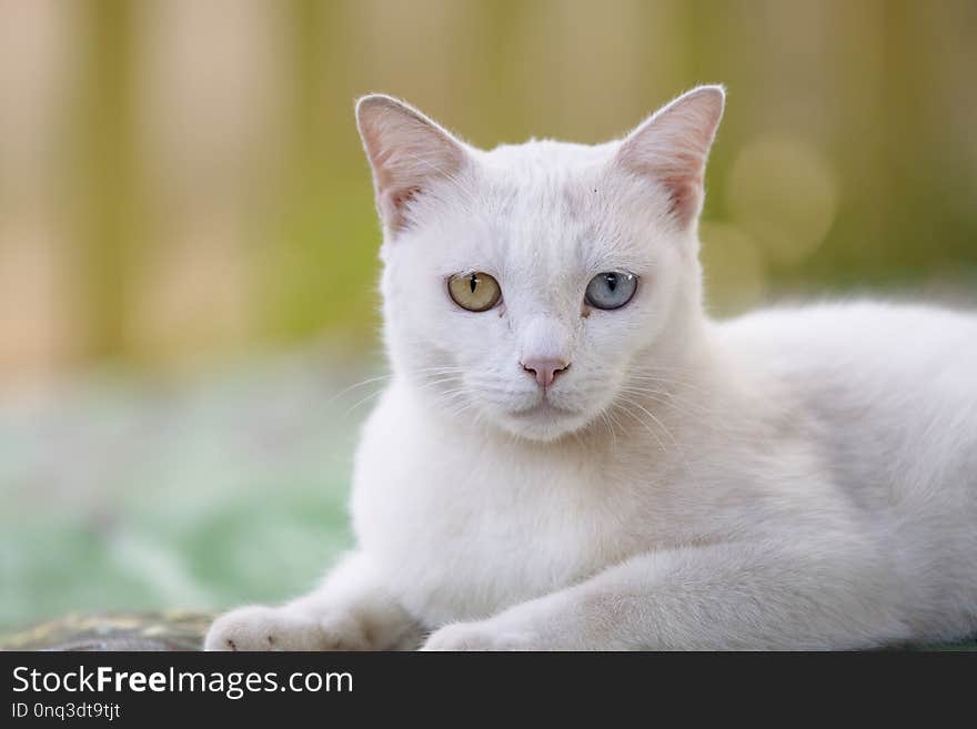 Close up head white cat