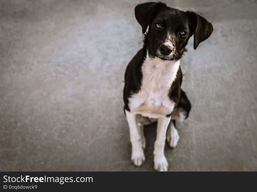 black and white dog sitting on the asphalt path and staring into the eyes.