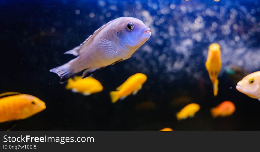 Exotic tropical fish closeup swimming underwater aquarium