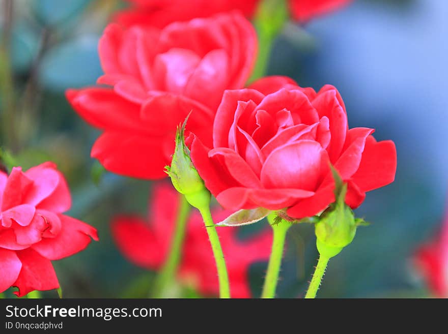 Red summer roses blurred backdrop