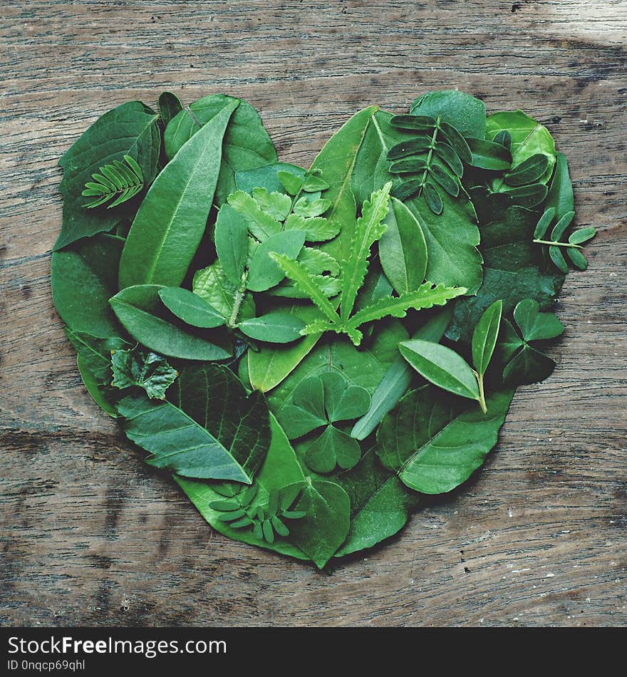 Creative artwork layout of assorted green leafs arranged into heart shape, eco friendly romantic love concept, copy space