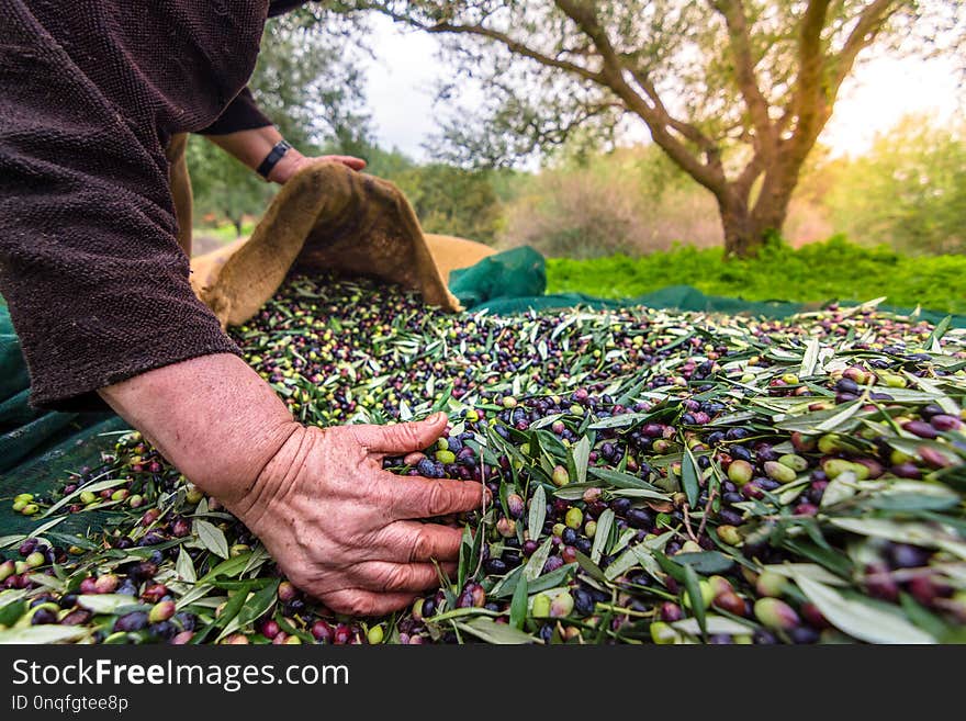 Harvesting fresh olives from agriculturists in an olive tree field in Crete, Greece for olive oil production. Harvesting fresh olives from agriculturists in an olive tree field in Crete, Greece for olive oil production