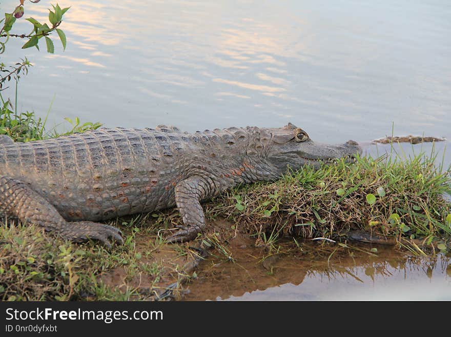 Crocodilia, Alligator, Crocodile, American Alligator