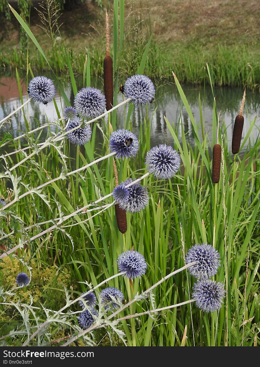 Plant, Grass, Flora, Grass Family