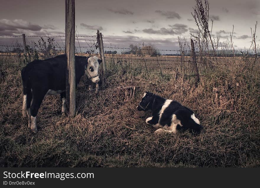 Cattle Like Mammal, Sky, Tree, Pasture