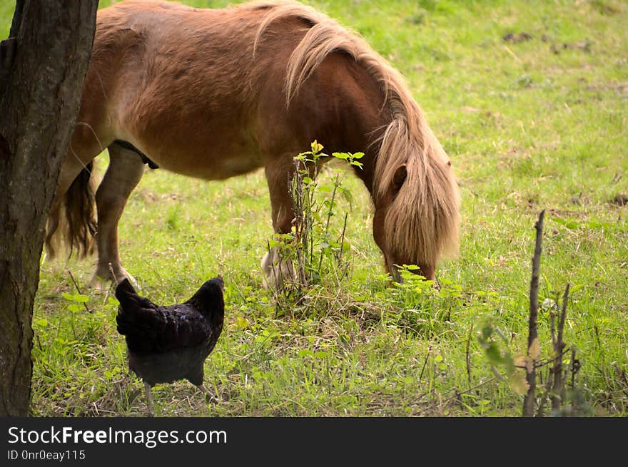 Fauna, Horse, Pasture, Grazing