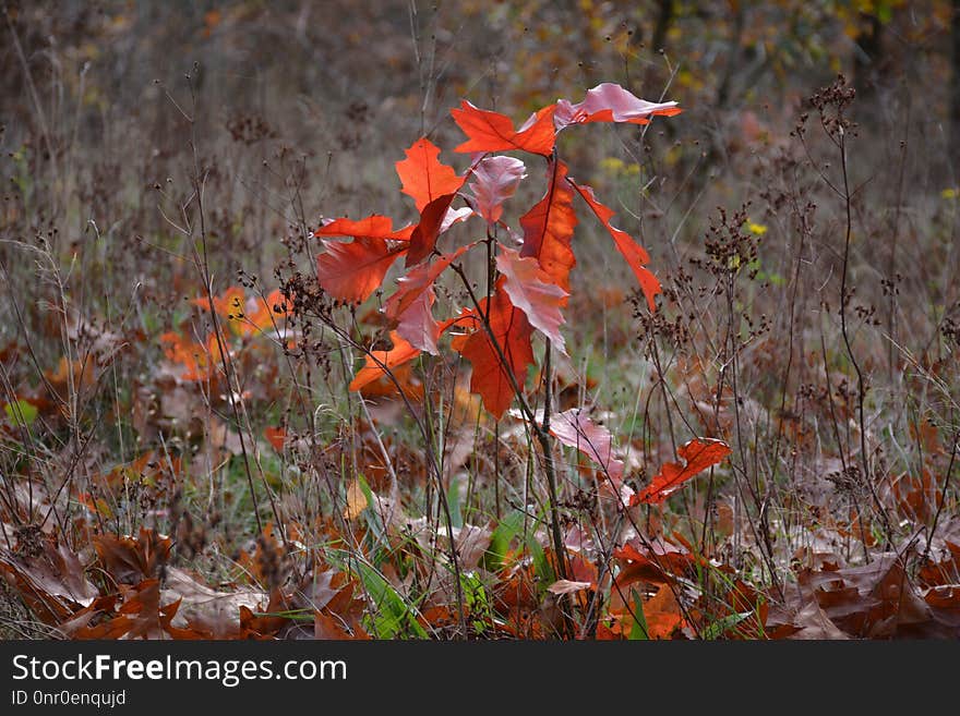 Leaf, Autumn, Flora, Vegetation