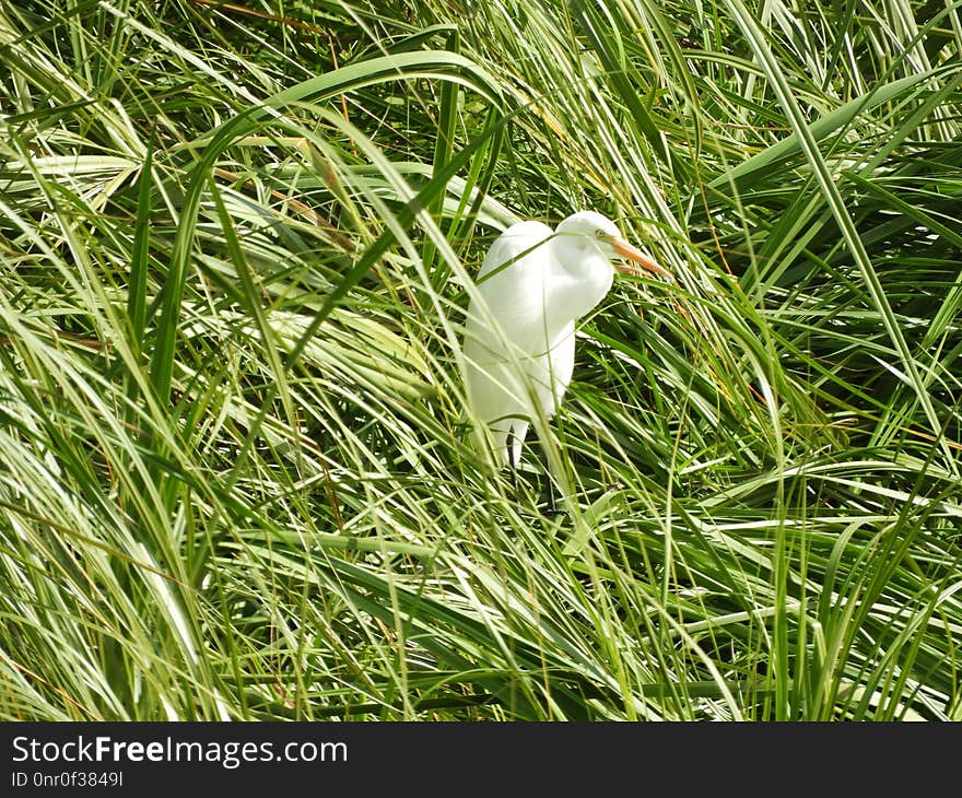 Grass, Ecosystem, Grass Family, Plant