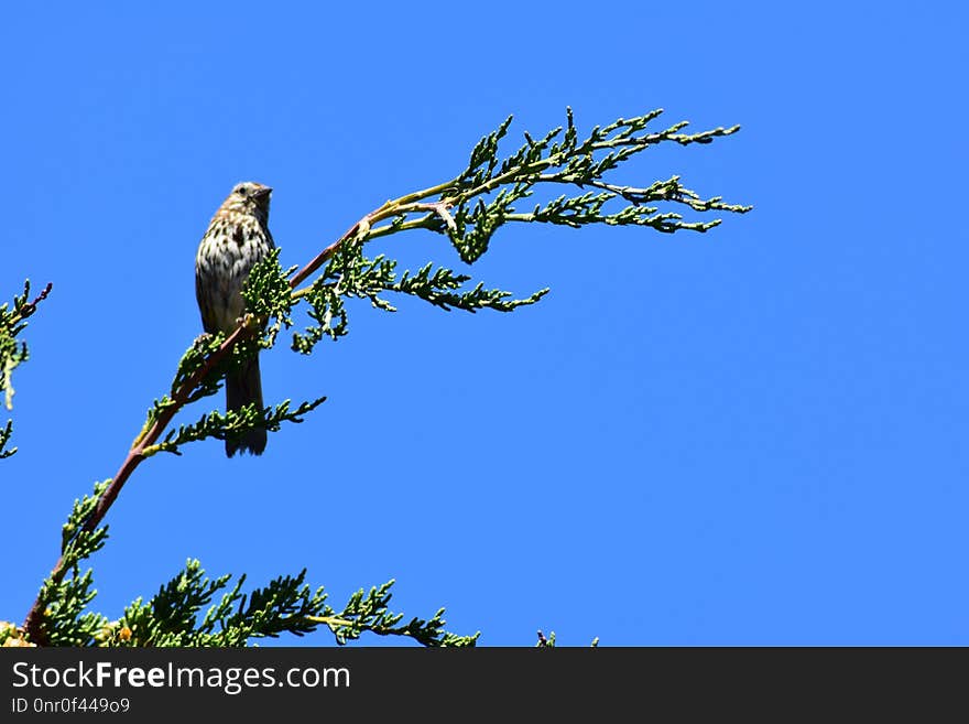 Bird, Branch, Fauna, Sky