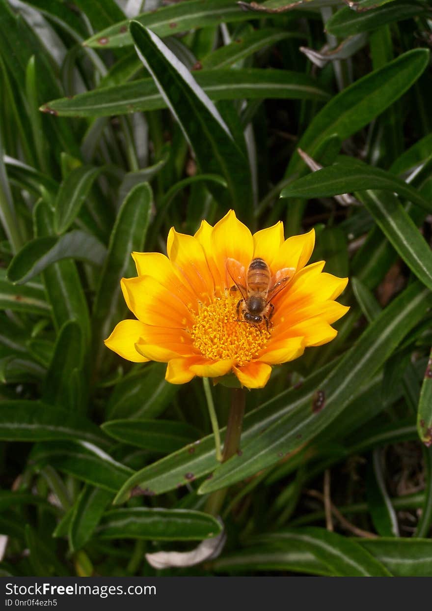 Flower, Wildflower, Flora, Plant