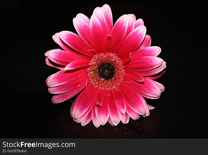 Flower, Pink, Flowering Plant, Gerbera