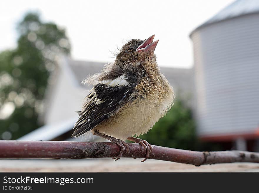 Bird, Fauna, Beak, Feather