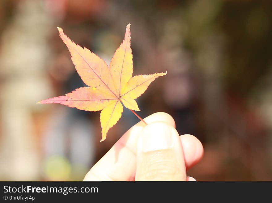 Leaf, Maple Leaf, Plant, Tree