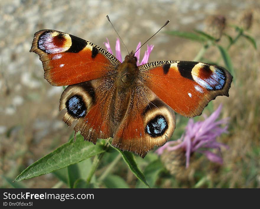 Butterfly, Moths And Butterflies, Insect, Invertebrate