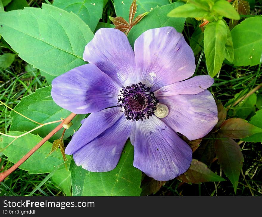 Flower, Plant, Flora, Flowering Plant