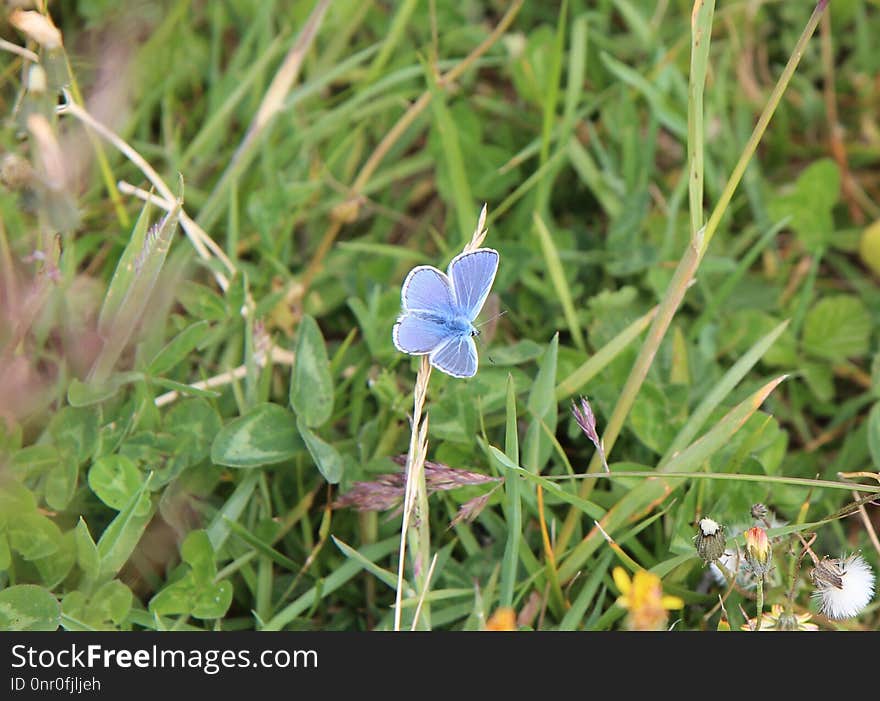 Butterfly, Moths And Butterflies, Flora, Insect