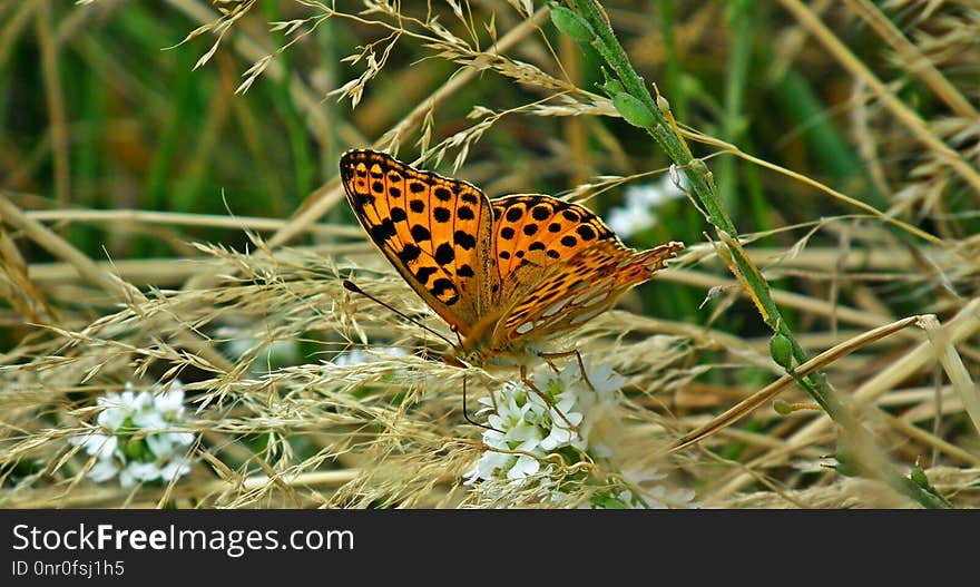 Butterfly, Moths And Butterflies, Insect, Brush Footed Butterfly