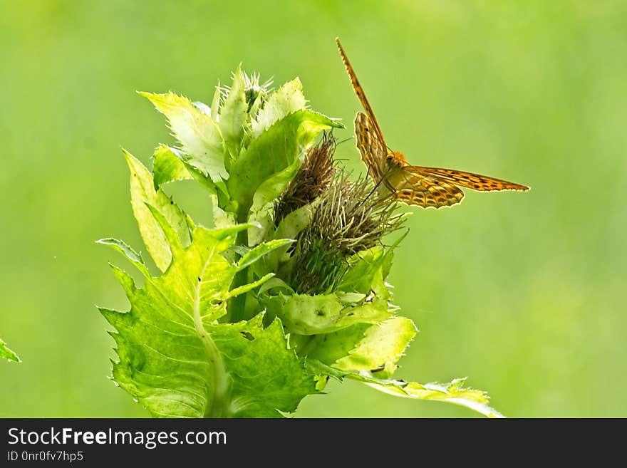 Insect, Fauna, Invertebrate, Moths And Butterflies