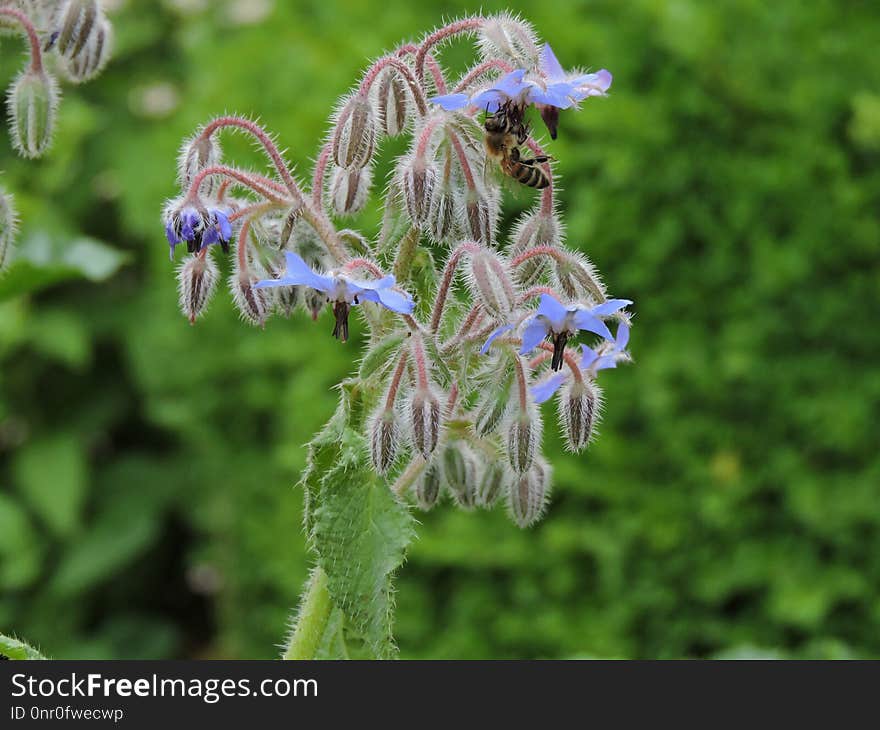 Plant, Flora, Flower, Nepeta