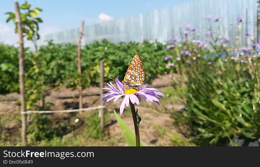 Flower, Flora, Plant, Wildflower