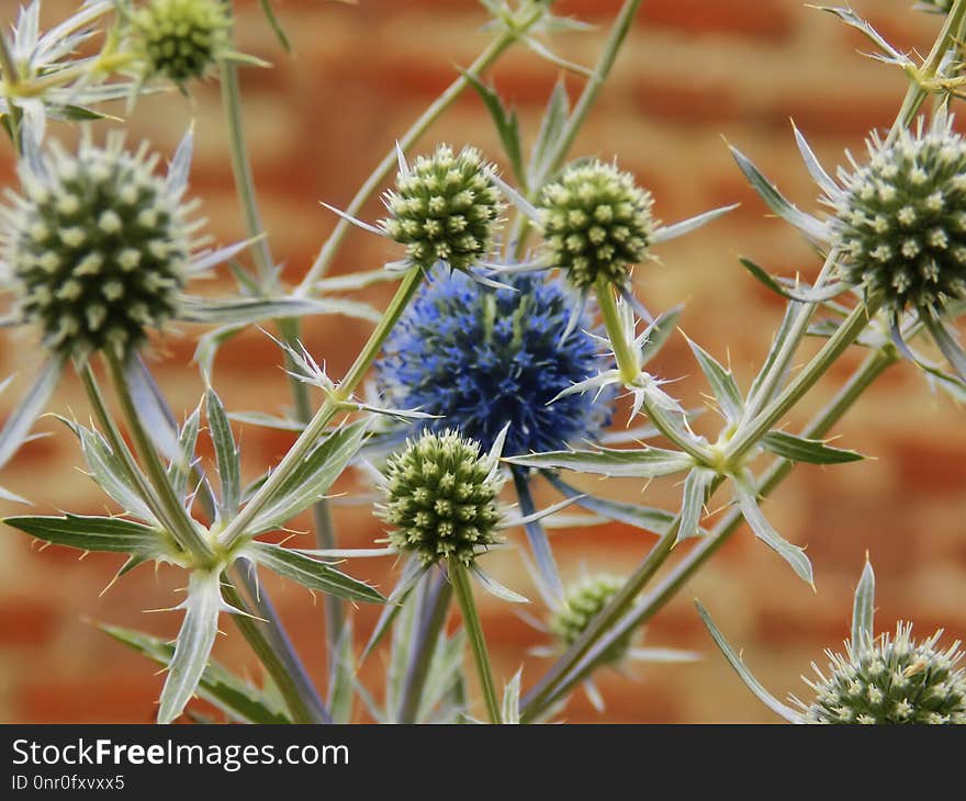 Plant, Flora, Thorns Spines And Prickles, Flower