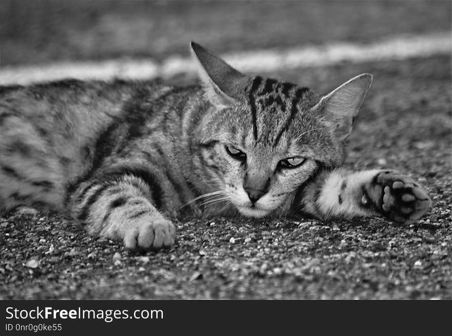 Cat, Black And White, Whiskers, Fauna