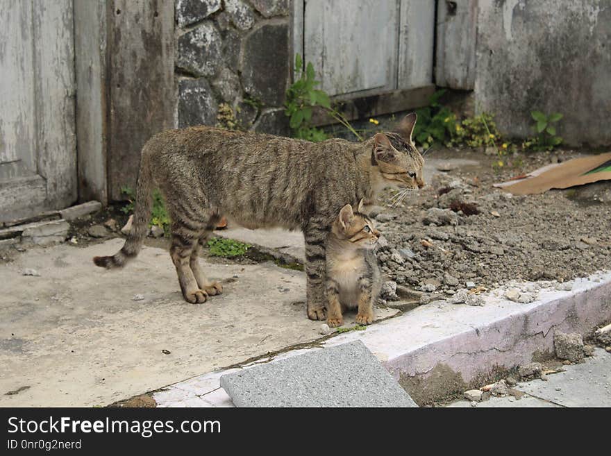 Fauna, Cat Like Mammal, Small To Medium Sized Cats, Zoo