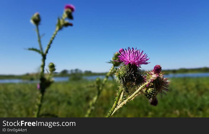 Plant, Flower, Ecosystem, Sky