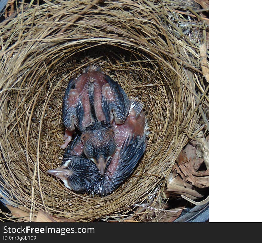 Bird Nest, Fauna, Nest, Beak