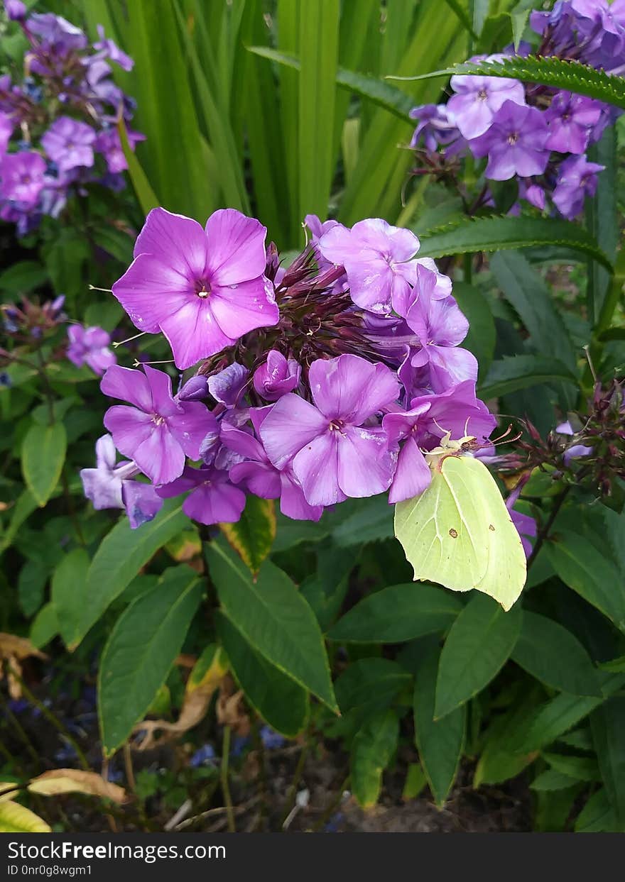 Plant, Flower, Purple, Flora