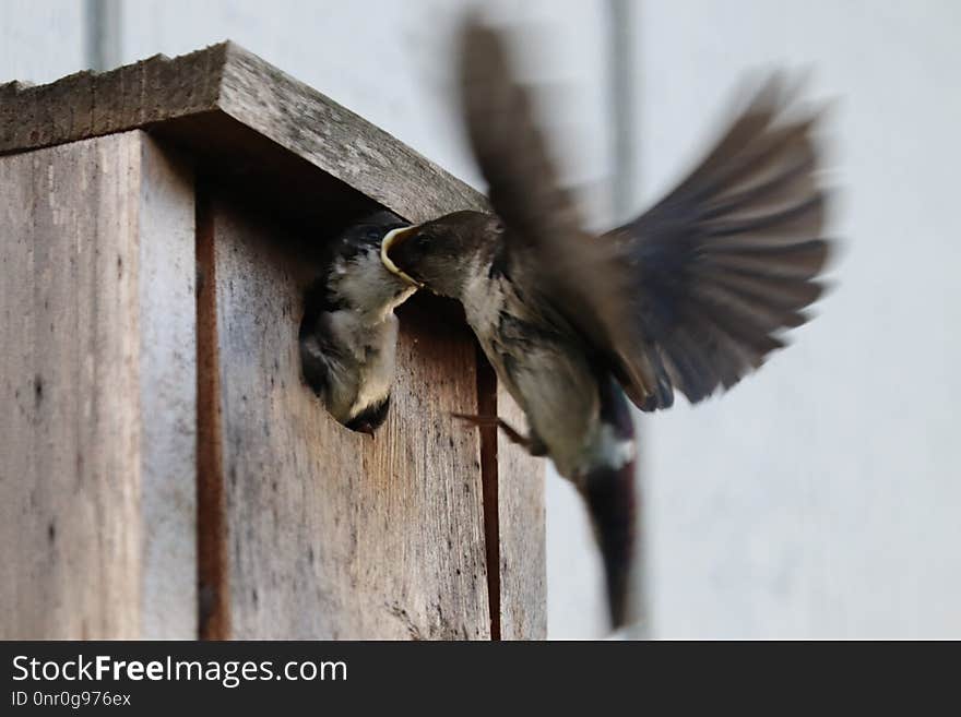 Bird, Fauna, Beak, Wing